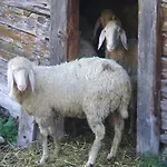 Felsenstueberl Зёльден